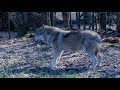 Popshop &ndash; Canis Lupus (Trailer)