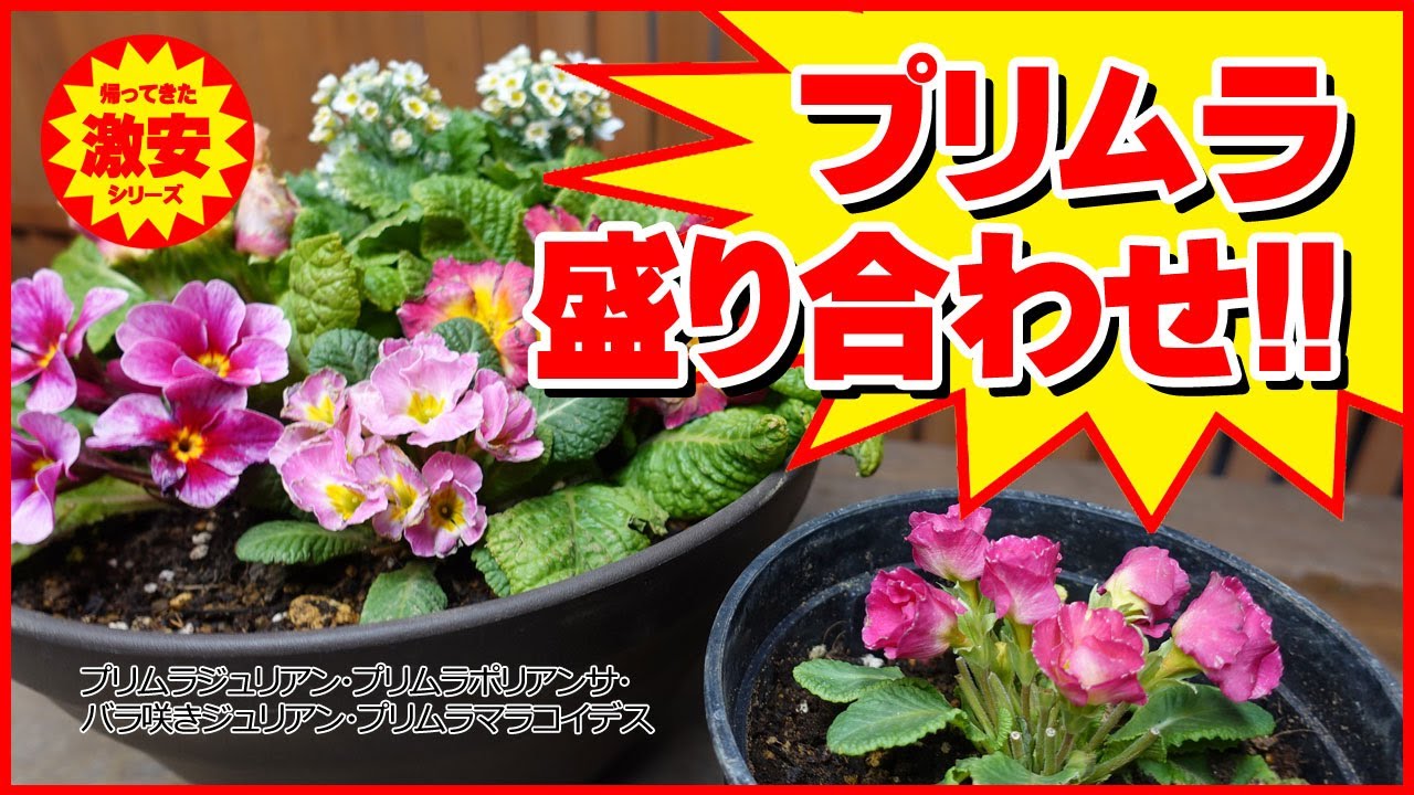 帰ってきた激安シリーズ プリムラ盛り合わせ ジュリアン ポリアンサ バラ咲き マラコイデスで寄せ植え Youtube 帰ってきた激安シリーズ プリムラ盛り合わせ ジュリアン ポリアンサ バラ咲き マラコイデスで寄せ植え Youtube