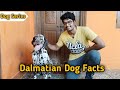 How to Select a Dalmatian Puppies and Dog's in Tamil || Dog review in Tamil