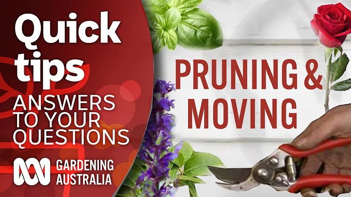 Pruning/moving | Your questions | Our answers | Gardening Australia