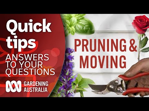 Pruning/moving | Your questions | Our answers | Gardening Australia
