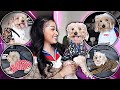 MY DOG (Fendi) TRIES ON NEW DESIGNER OUTFITS! (Gucci, LV, Chanel, etc.)