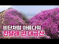 &#39;큰 비단&#39; 이름이 어울리는 경치 / 진달래 핀 &#39;대금산&#39; 풍경 |  위대한유산100경 99경 진달래 필 적에