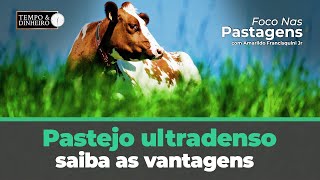 Pastejo Ultradenso Saiba As Vantagens Com Foco Nas Pastagens