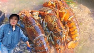 【ENG SUB】小章赶海，石头下藏着巨大面包蟹，还有三只超大龙虾！小章今天发大财！