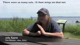 Abundant elvers