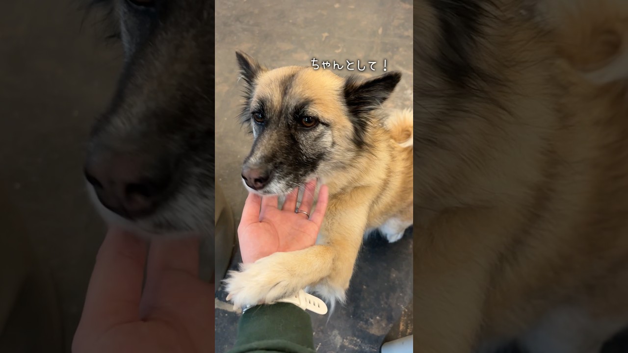 なでなでされたい時やっぱりおててが出てしまう #元保護犬 #雑種犬 #れおなな