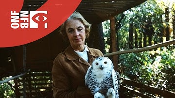 The Lady and the Owl