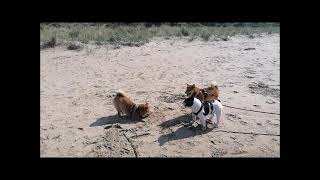 Shiba Inu sisters, Haike and Keiko have a new friend.