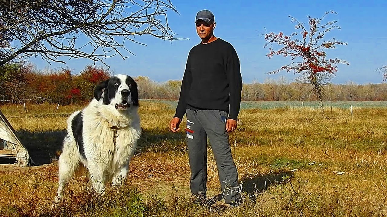 CUM L-A FACUT GEORGICA PE ZORO AGRESIV! CIOBANESCUL DE BUCOVINA ESTE FOARTE BUN DE PAZA!