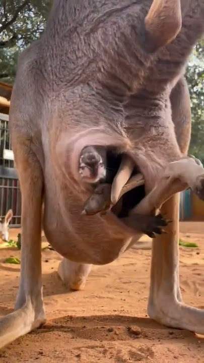 Baby Kangaroo Love His Mom Belly