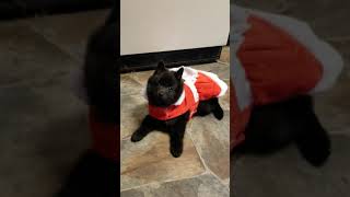 Cotton Schipperkes & Hound: Santa Stormi Claus by Cotton Schipperkes 60 views 4 years ago 2 minutes, 5 seconds