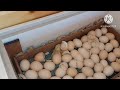 Результат инкубации яйца от Южной Короны. Начинаю выращивание крупного бройлера.