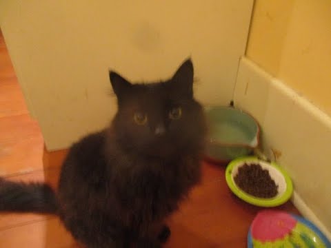 Old Black Cat in a Old House - YouTube