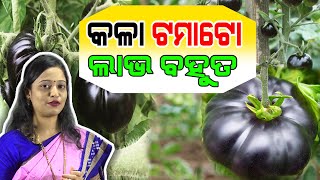 କଳା ଟମାଟୋ ଚାଷ ପାଇଁ ବିଶେଷଜ୍ଞଙ୍କ ପରାମର୍ଶ | How to grow Black Tomatoes // Learn from the expert