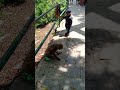 Monkey Acrobatics - Incredible Parkour Skills