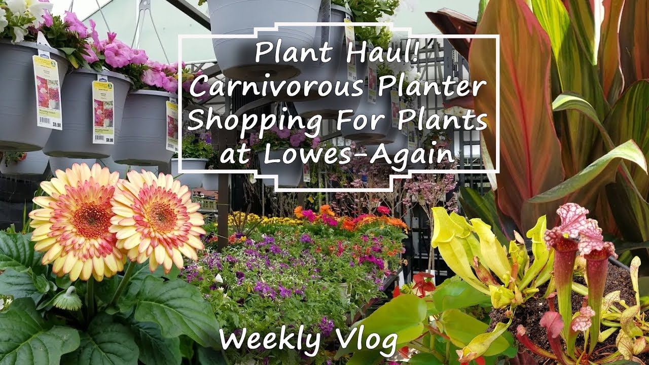 Plant Haul Planting Pitcher Plants Shopping At Lowes