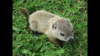 What to do if You Find...A Baby Groundhog!