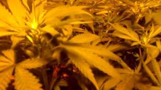 STB Indoor Cannabis grow #12