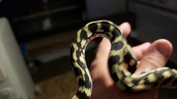 Jungle carpet python, ivory line