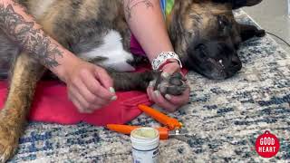 How To Trim Your Dog's Nail  Goodheart Animal Health Centers