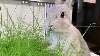 うさぎがプランターごと牧草食べちゃう動画