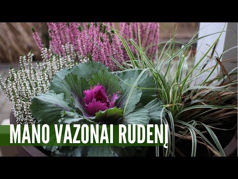 Video: Kaip Persodinti Pelargonijas? Kada Galite Persodinti Pelargoniją Namuose? Transplantacijos Taisyklės Pavasarį Ir Rudenį