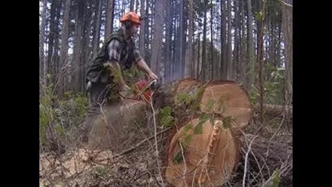 TREE FALLING SCENARIO, HUNG UP, CUTTING SEQUENCE