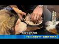火鍋.燒烤店寵物友善 與愛犬共度宵夜時光｜三立新聞LIVE