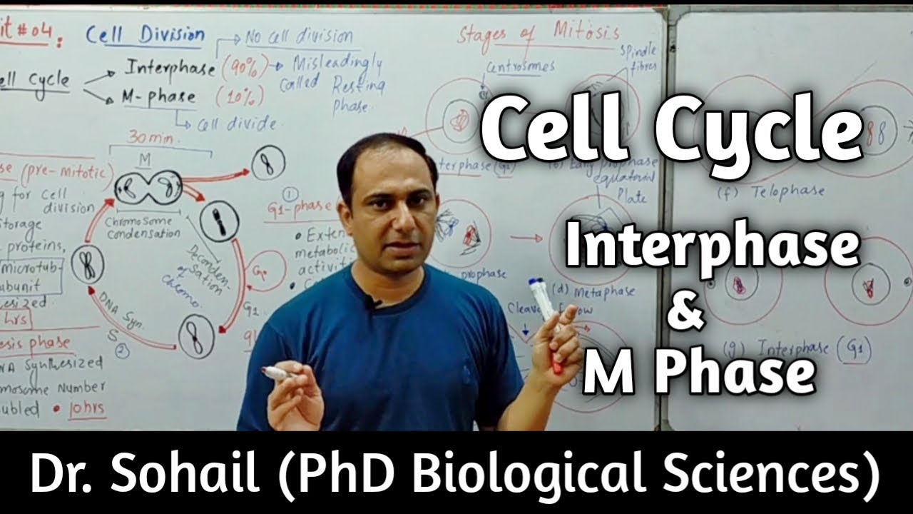 Cell Cycle | Interphase | Mitotic Phase | 12th Biology | MDCAT Biology ...