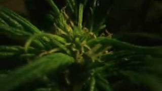 BUD BROZ : 420 2009