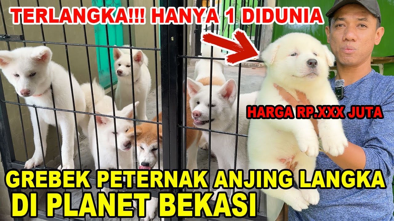 Anjing Terlangka Di Dunia !!! Harga Rp.XXX Juta