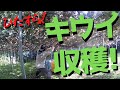 キウイを収穫！ひたすらもぎまくる！【ファームハウスみどり】