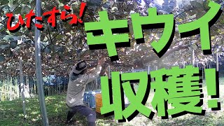 キウイを収穫！ひたすらもぎまくる！【ファームハウスみどり】