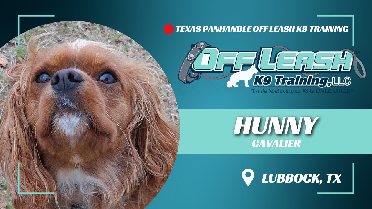 Hunny, The 1.5-Year-Old, Cavalier,  2 Week Adv. Board & Train