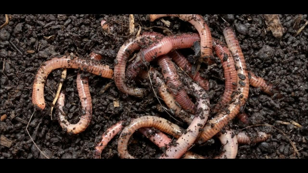 Nobody Loves Me Think I'll Go Eat Worms Nobody likes me everybody hates guess I'll go eat some worms (Funny