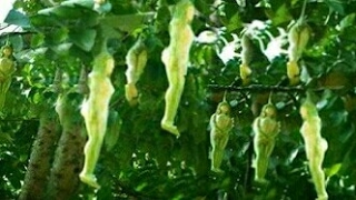 Pohon dengan Buah Menyerupai Tubuh Wanita