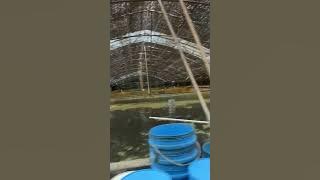 Tambak ikan kwango di Jeju, Korea Selatan