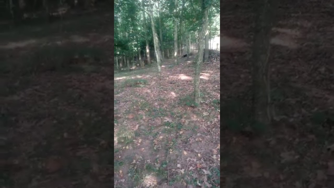 sabuesos cantabros a liebre en La Encina de Cayon(2)