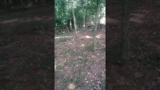 sabuesos cantabros a liebre en La Encina de Cayon(2)