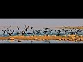 Cormorants - Running Take Off