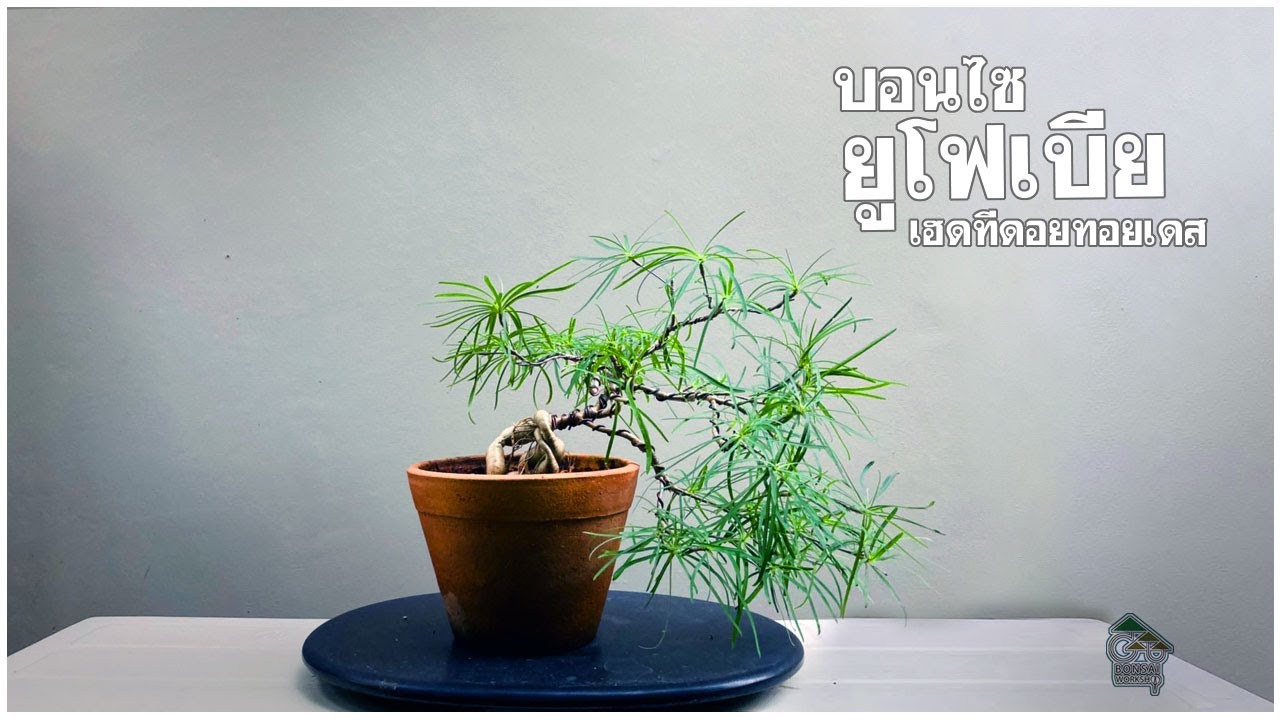 GBW : บอนไซ ยูโฟเบีย เฮดทีดอยทอยเดส