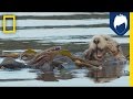 Understanding Sea Otters' Behavior