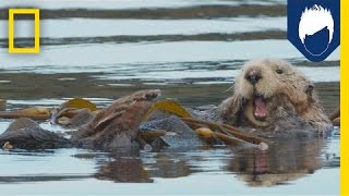 Sea Otters: This Kelp Forest's Best Friend