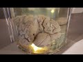 Мозг человека | Preserved brain