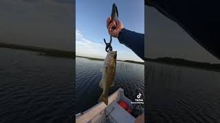 Senko Color Showdown: Which Dominates for Bass? 🏆🎣 #shorts #fishing