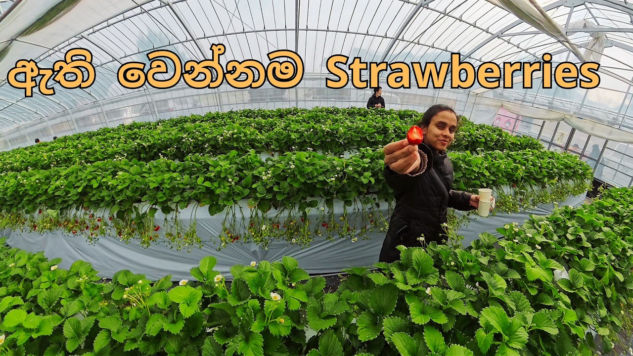 ජපානයේ ස්ට්‍රෝබෙරි ෆාර්ම් එකකට යමු | බඩ පැලෙන්න ස්ට්‍රෝබෙරි | Japanese Strawberry Farms| いちご🍓