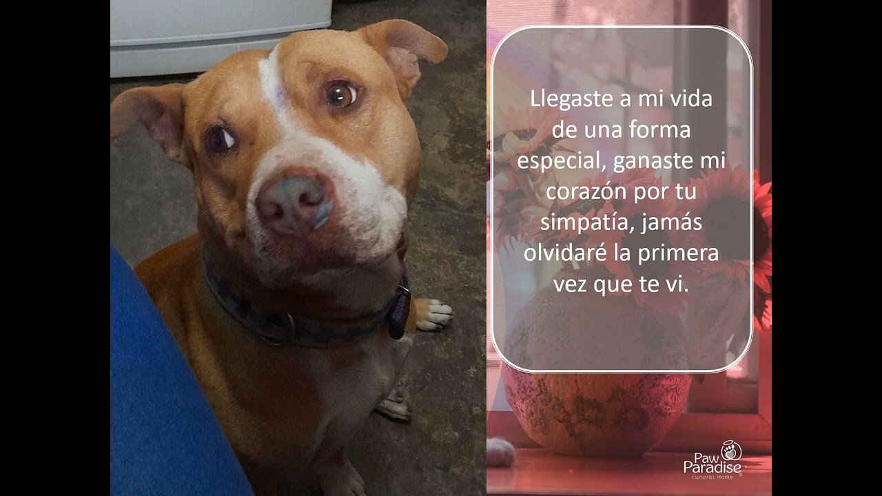 Homenaje Paw Paradise TOBY