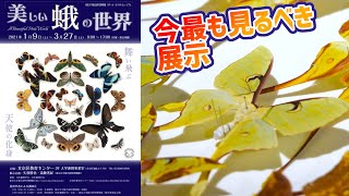 【世界の蛾】展示「美しい蛾の世界」を見に行った！【昆虫標本】