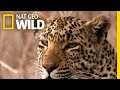 The Leopard is a Pouncer, Not a Chaser | Nat Geo Wild